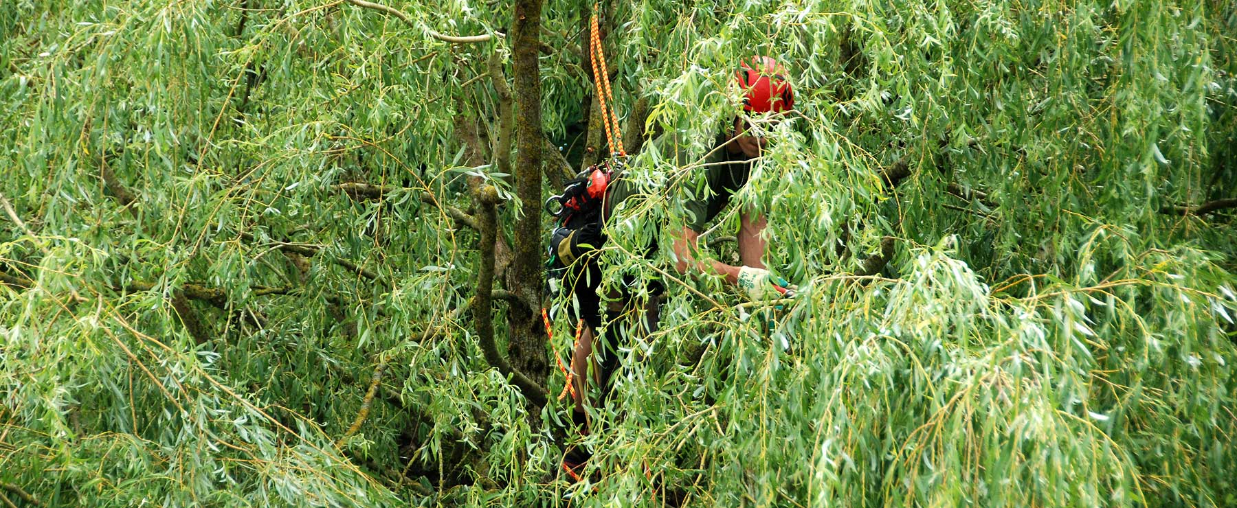 Fachgerechte Baumpflege will erlernt sein